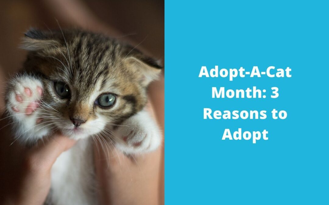 Adopt-A-Cat Month: 3 Reasons to Adopt