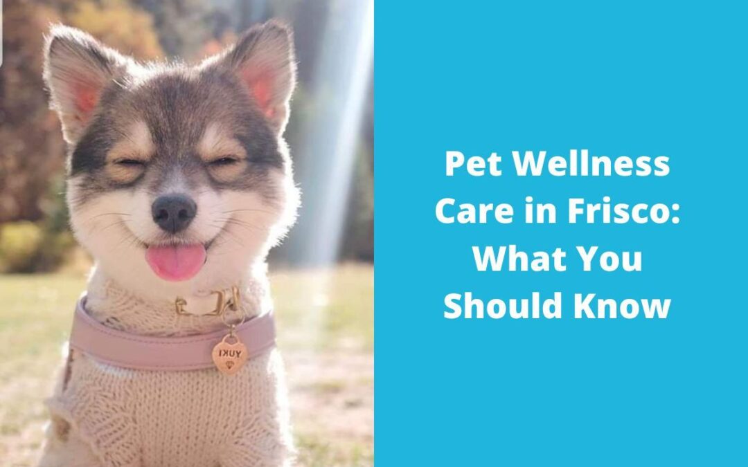 Pet Wellness Care in Frisco: What You Should Know