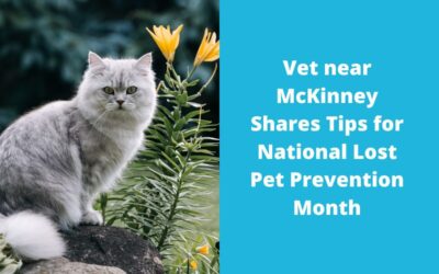 Vet near McKinney Shares Tips for National Lost Pet Prevention Month