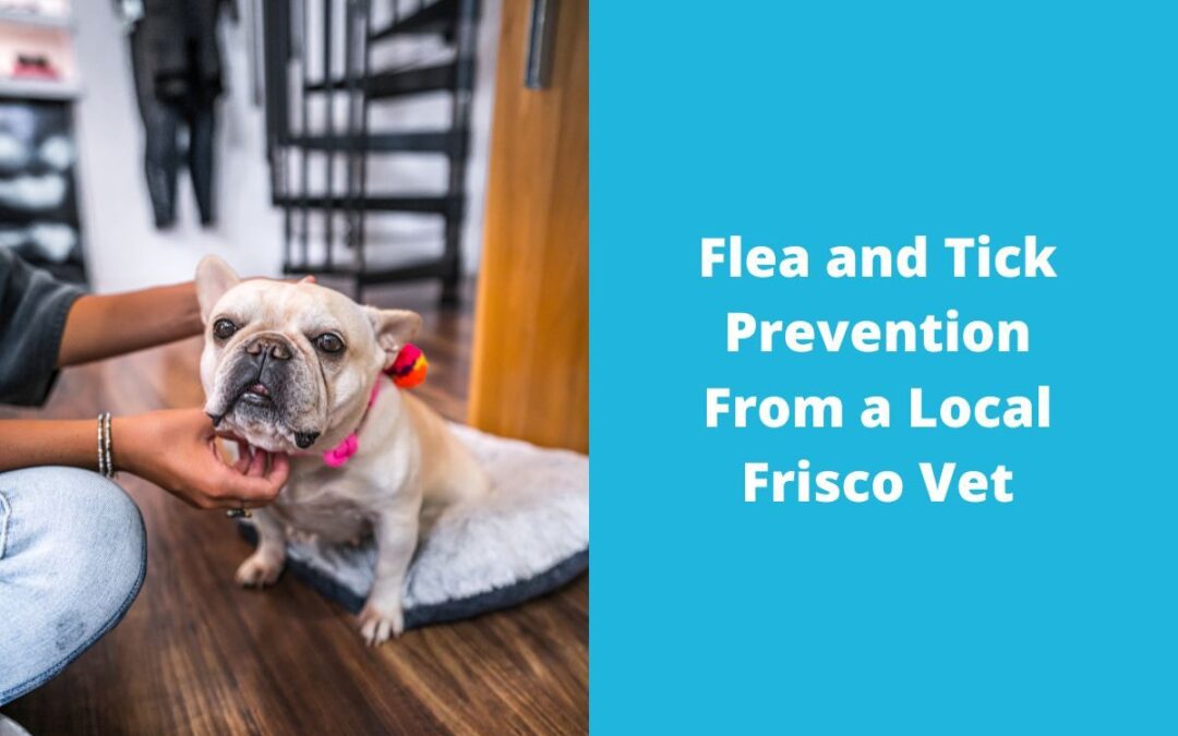 Flea and Tick Prevention From a Local Frisco Vet