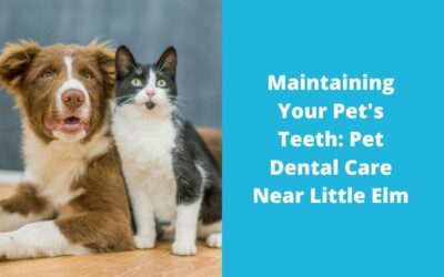 Maintaining Your Pet’s Teeth: Pet Dental Care Near Little Elm