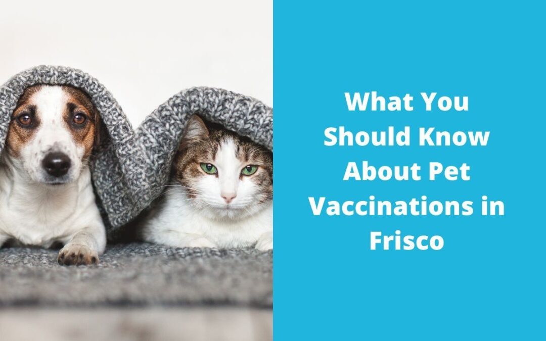 What You Should Know About Pet Vaccinations in Frisco