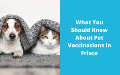 What You Should Know About Pet Vaccinations in Frisco