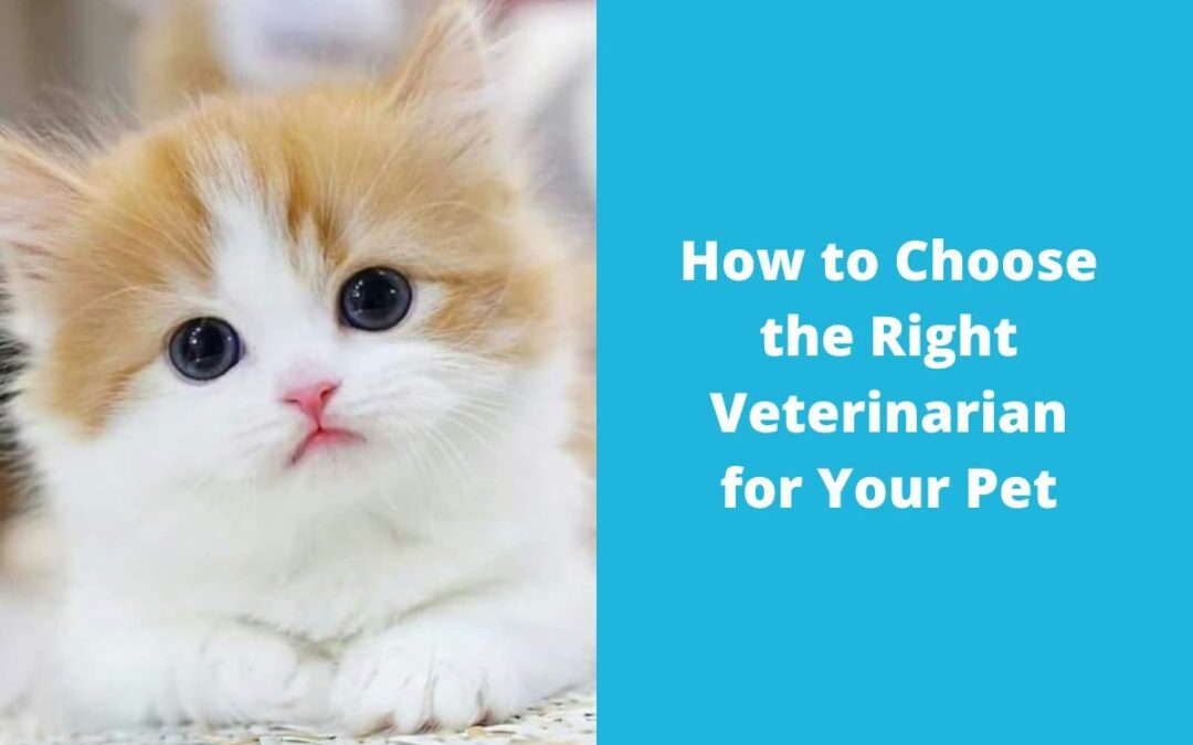 How to Choose the Right Veterinarian for Your Pet