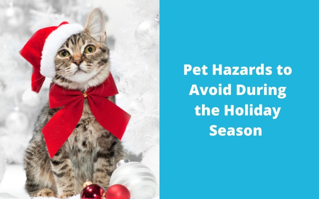 Pet Hazards to Avoid During the Holiday Season