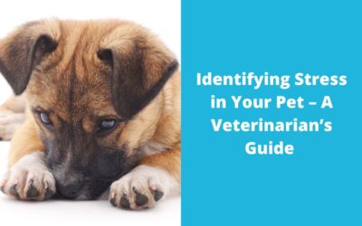 Identifying Stress in Your Pet – A Veterinarian’s Guide