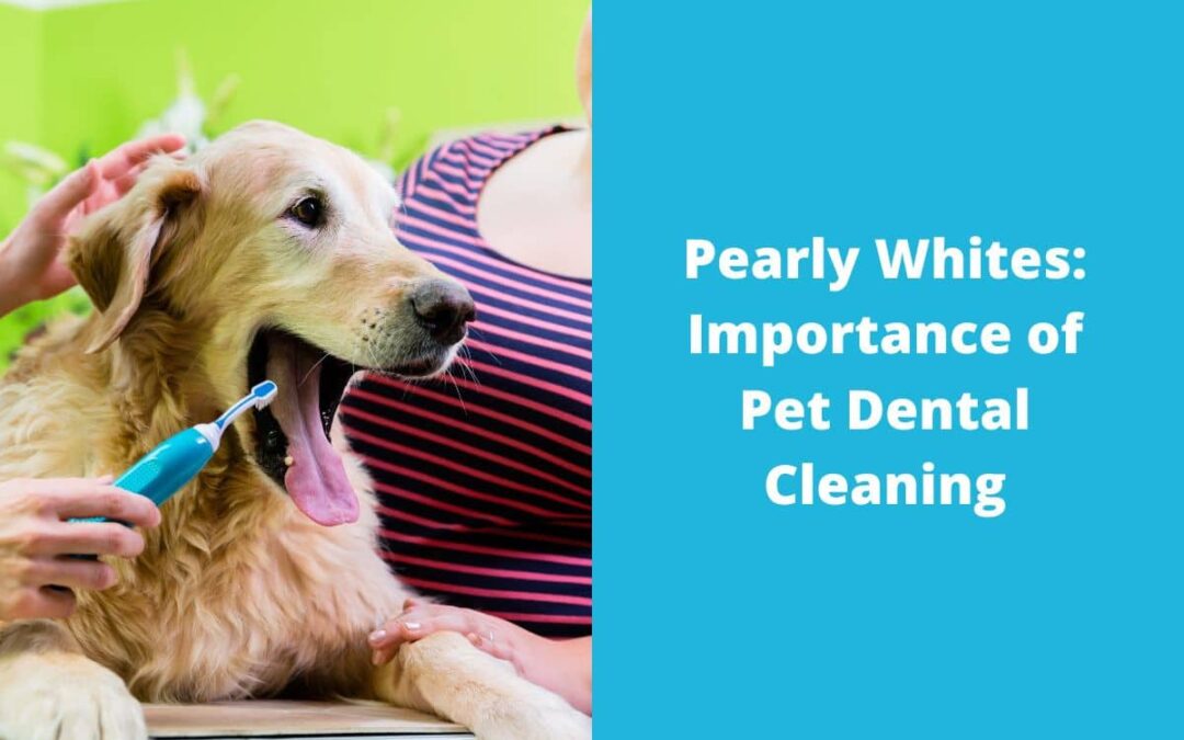 Pearly Whites: Importance of Pet Dental Cleaning