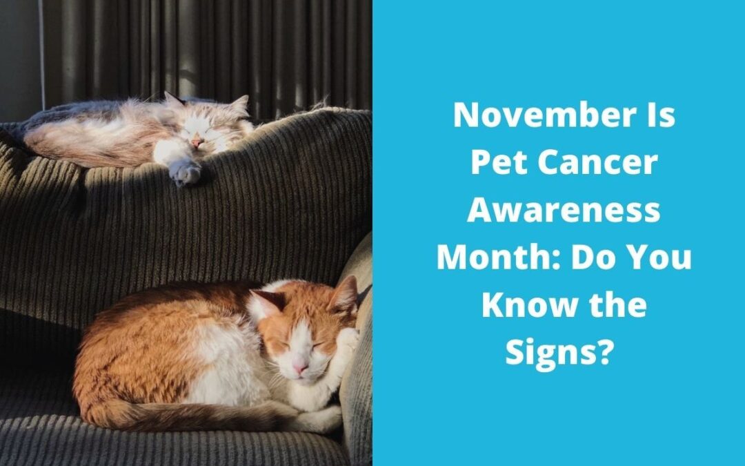 November Is Pet Cancer Awareness Month: Do You Know the Signs?