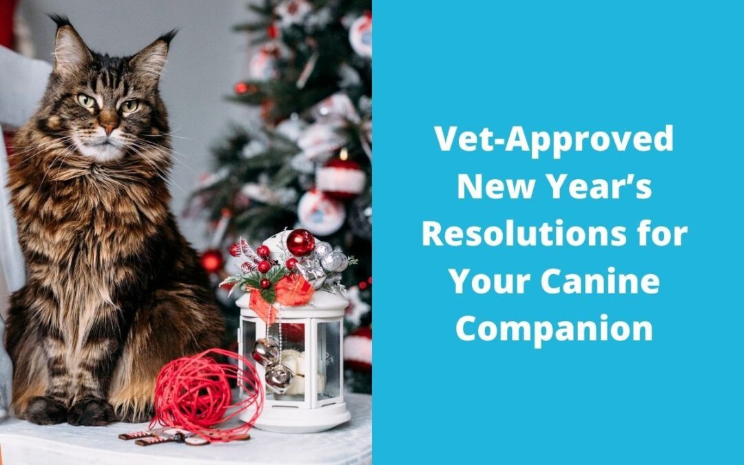 Vet-Approved New Year’s Resolutions for Your Canine Companion