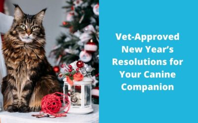 Vet-Approved New Year’s Resolutions for Your Canine Companion