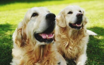 Canine Parvovirus: Prevention and Treatment Options