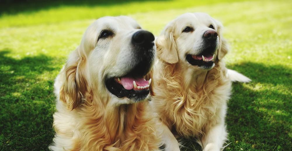 Canine Parvovirus: Prevention and Treatment Options