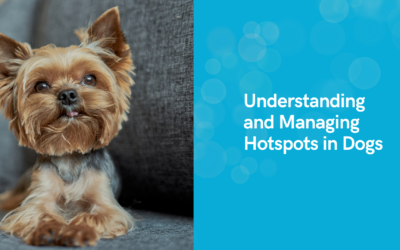 Understanding and Managing Hotspots in Dogs