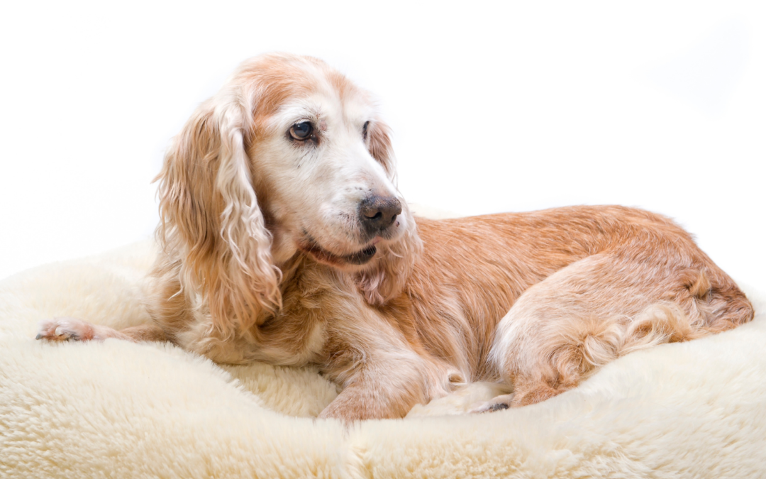 How Allergy Testing Can Enhance Your Pet’s Life