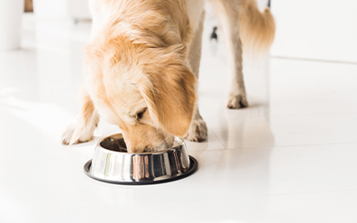 What to Do When Your Dog Isn’t Eating