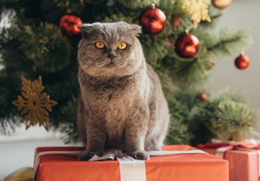 Holiday Safety Tips for Your Pets