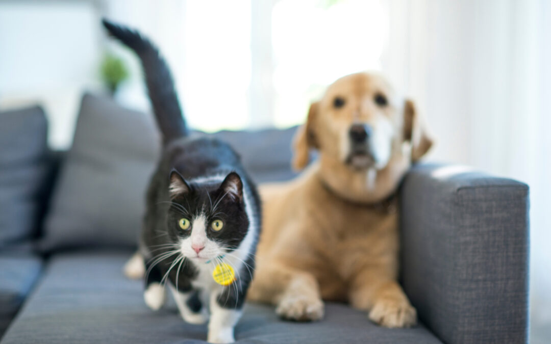 Caring for Your Pet After Surgery: A Guide to a Smooth Recovery