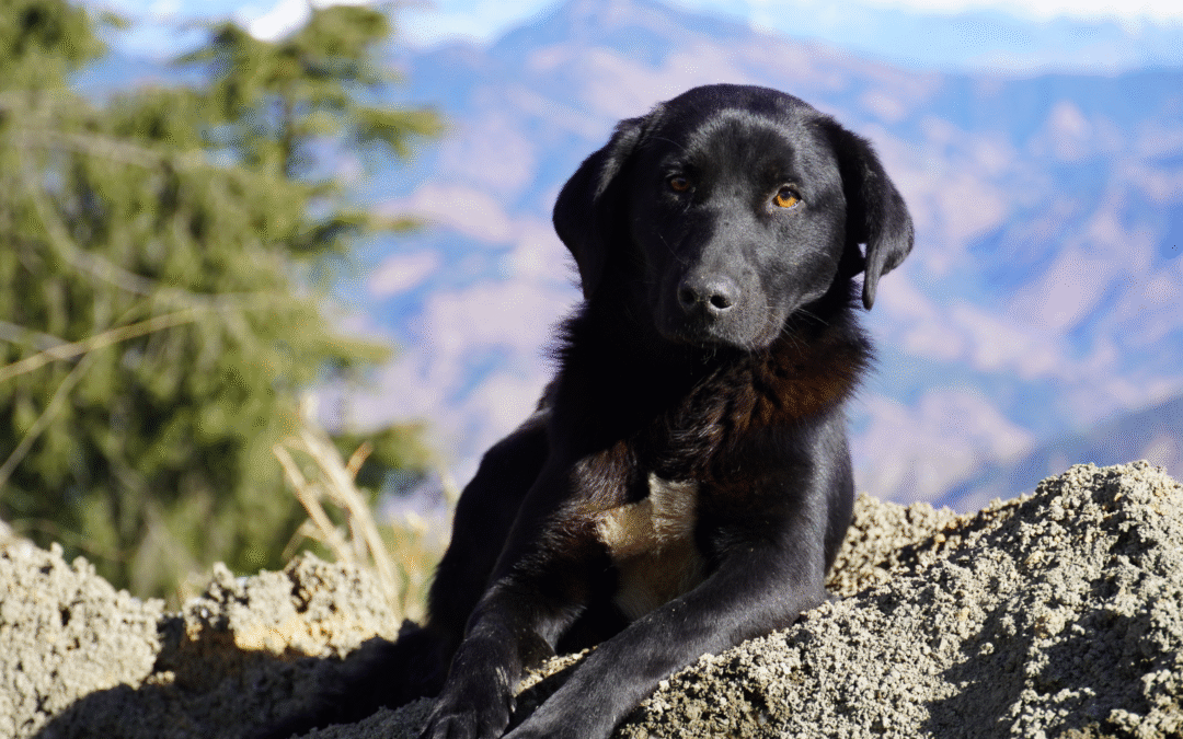 Osteoarthritis in Dogs: Symptoms and Treatment in Frisco