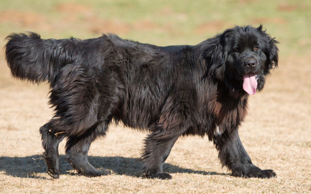 Does Your Dog Have a CCL Injury?