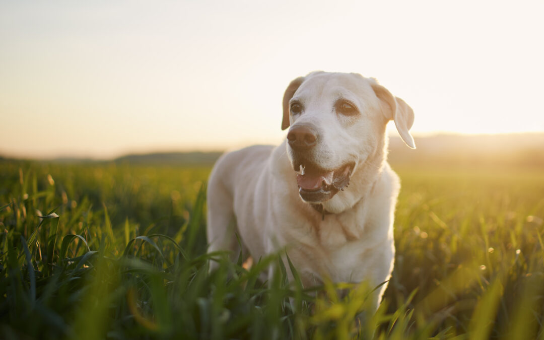 How to Support Your Pet in Their Final Days