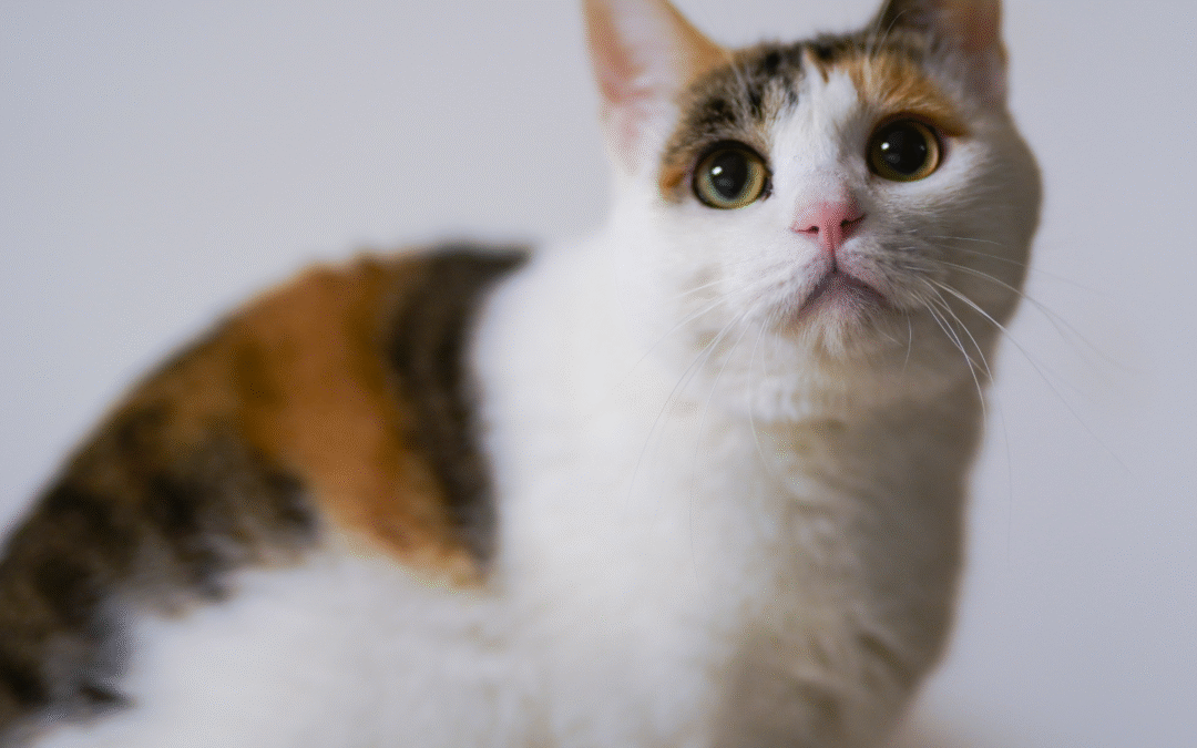What Cat Urinary Issues Could Be Telling You