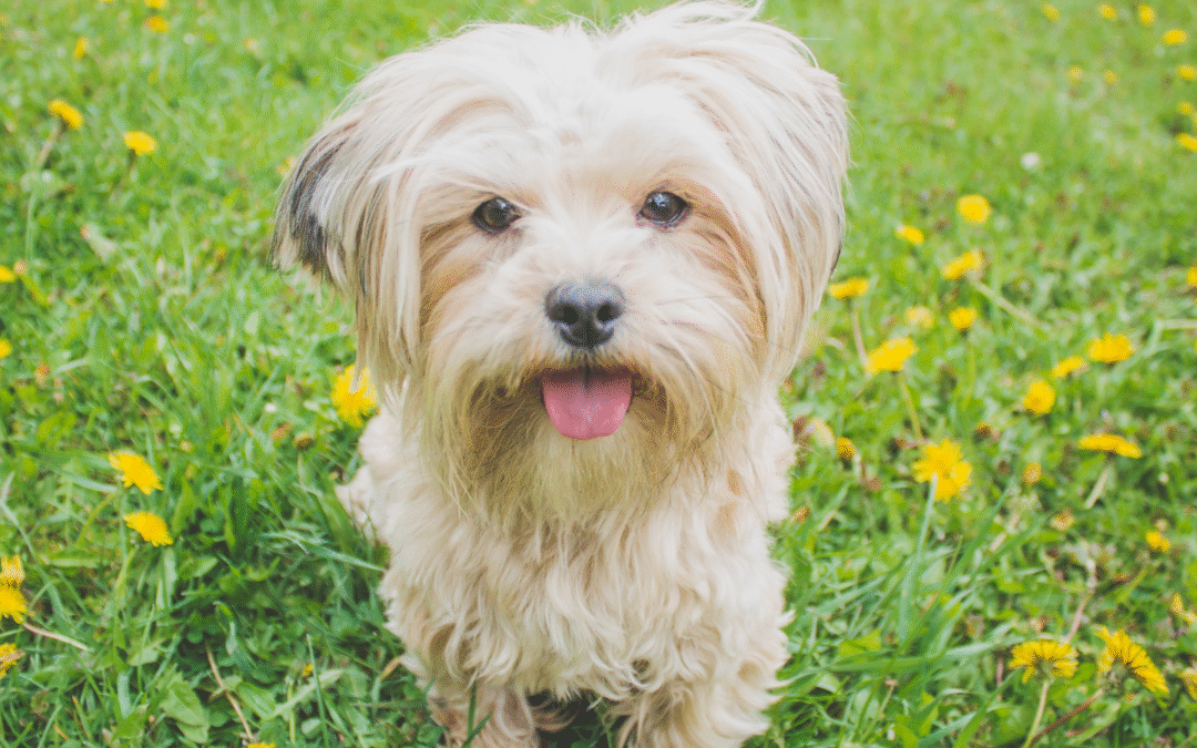Dog Bite Injuries: What to Do and How to Prevent Them