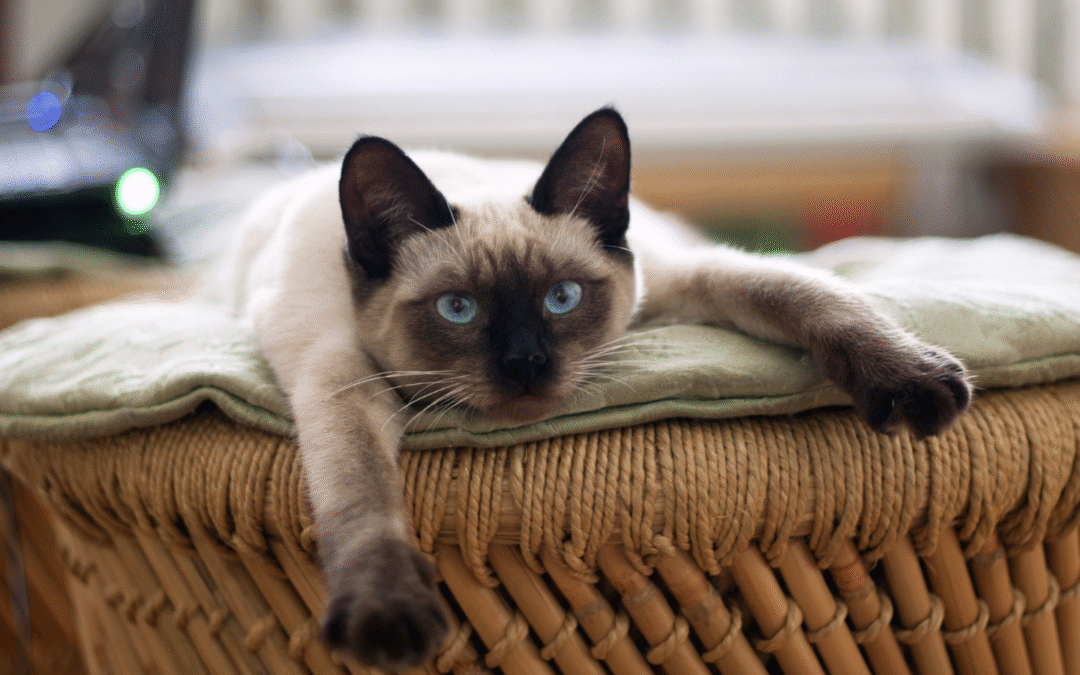 Your Guide to Summer Pet Safety in Frisco