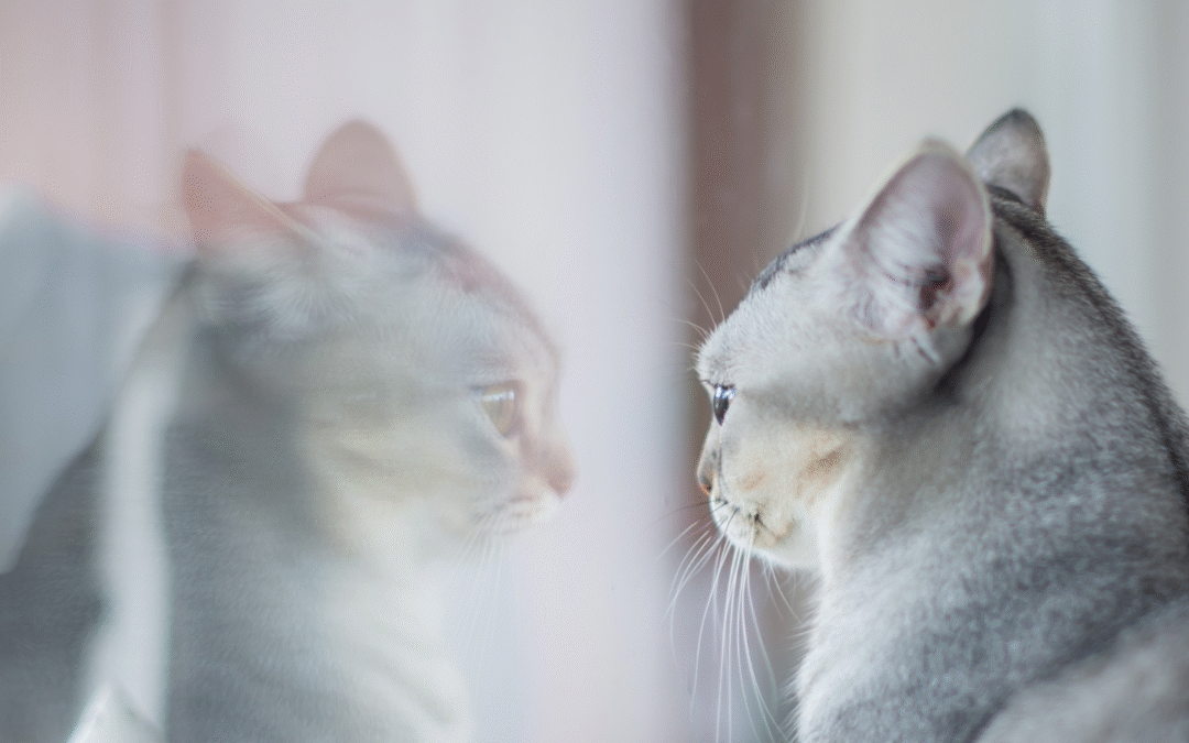 Know the Risks of Feline Leukemia