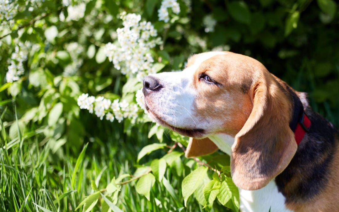 Does My Pet Have An Allergy?