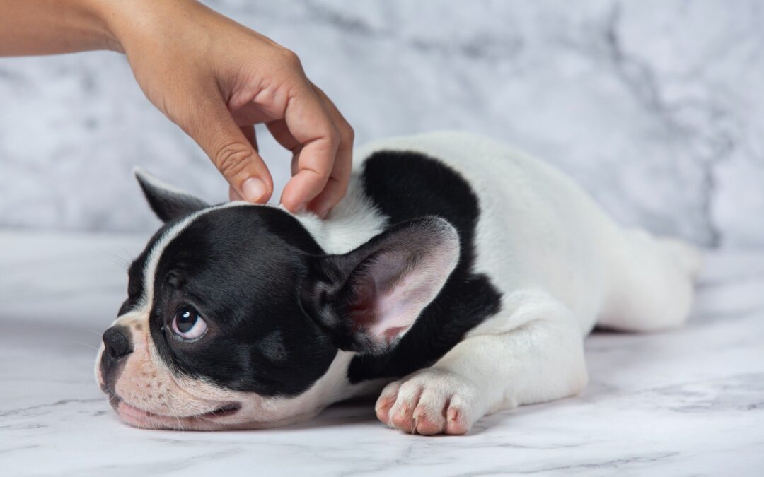 Why Is My Pet So Itchy?
