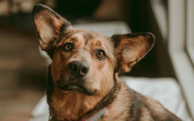 Why Does My Pet Need The Rabies Vaccine?