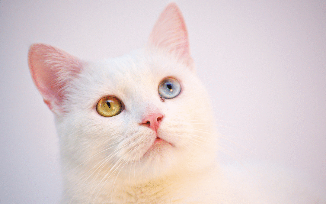 The Role of Veterinary Care in Disaster Preparedness