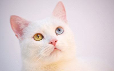 The Role of Veterinary Care in Disaster Preparedness