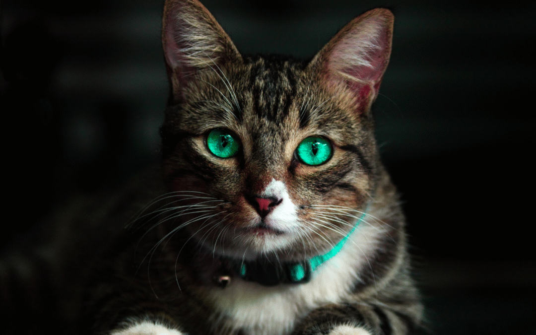 Is My Pet Overweight?