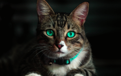 Is My Pet Overweight?