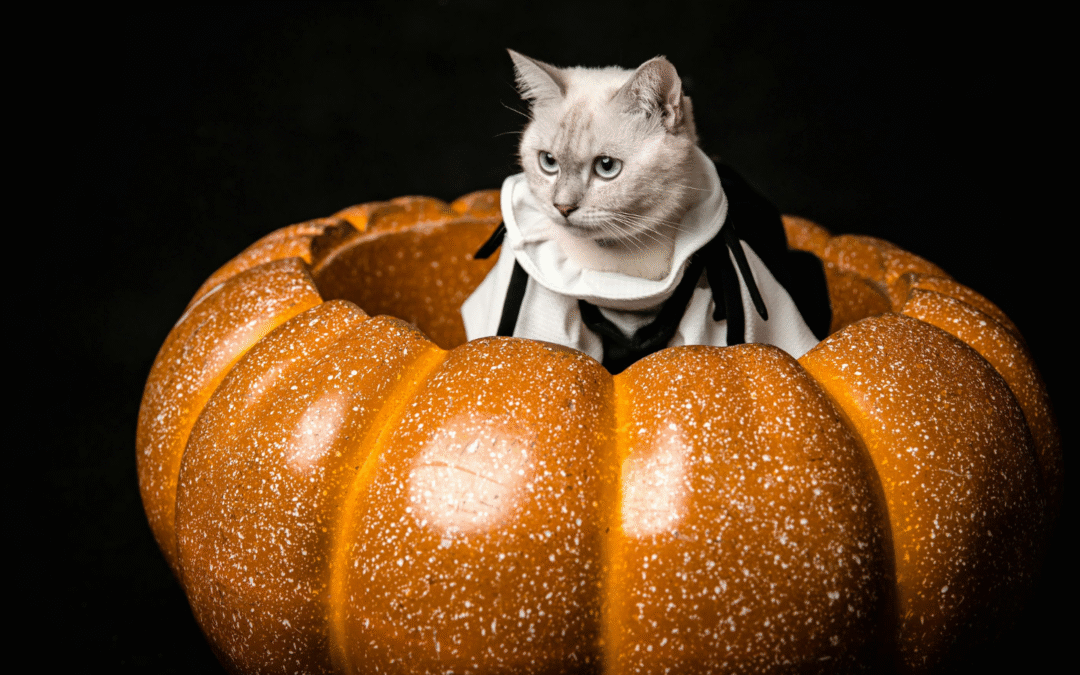 How to Tell If Your Pet’s Halloween Costume Is Safe