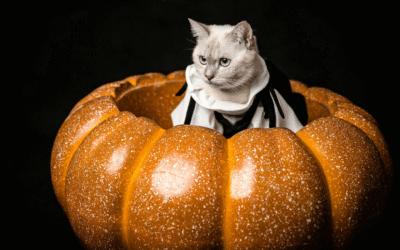 How to Tell If Your Pet’s Halloween Costume Is Safe