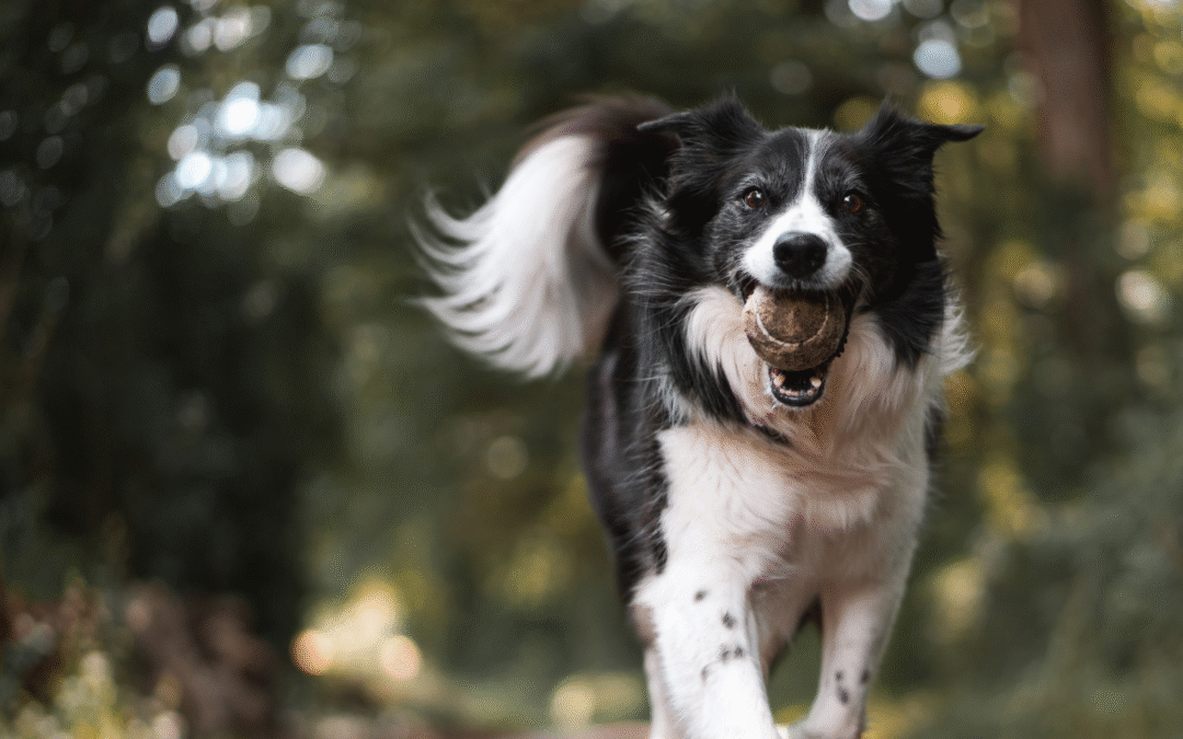 Decoding Pet Food Labels