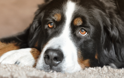 Debunking Pet Diabetes Myths