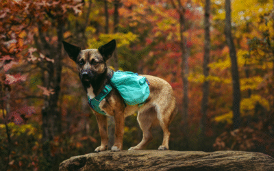 Thanksgiving Travel With Pets in Frisco