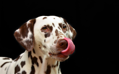 New Year’s Eve Fireworks and Keeping Pets Calm