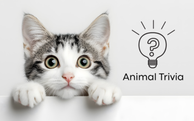 Vet Near Me Quiz – Are You Smarter Than a 5th Grader? Pet Edition | PetNest Animal Hospital