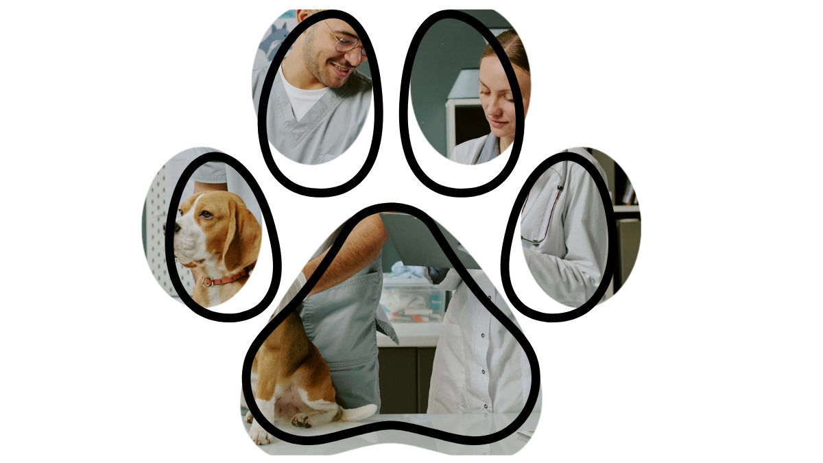 Preventive vet care near me in Frisco Texas