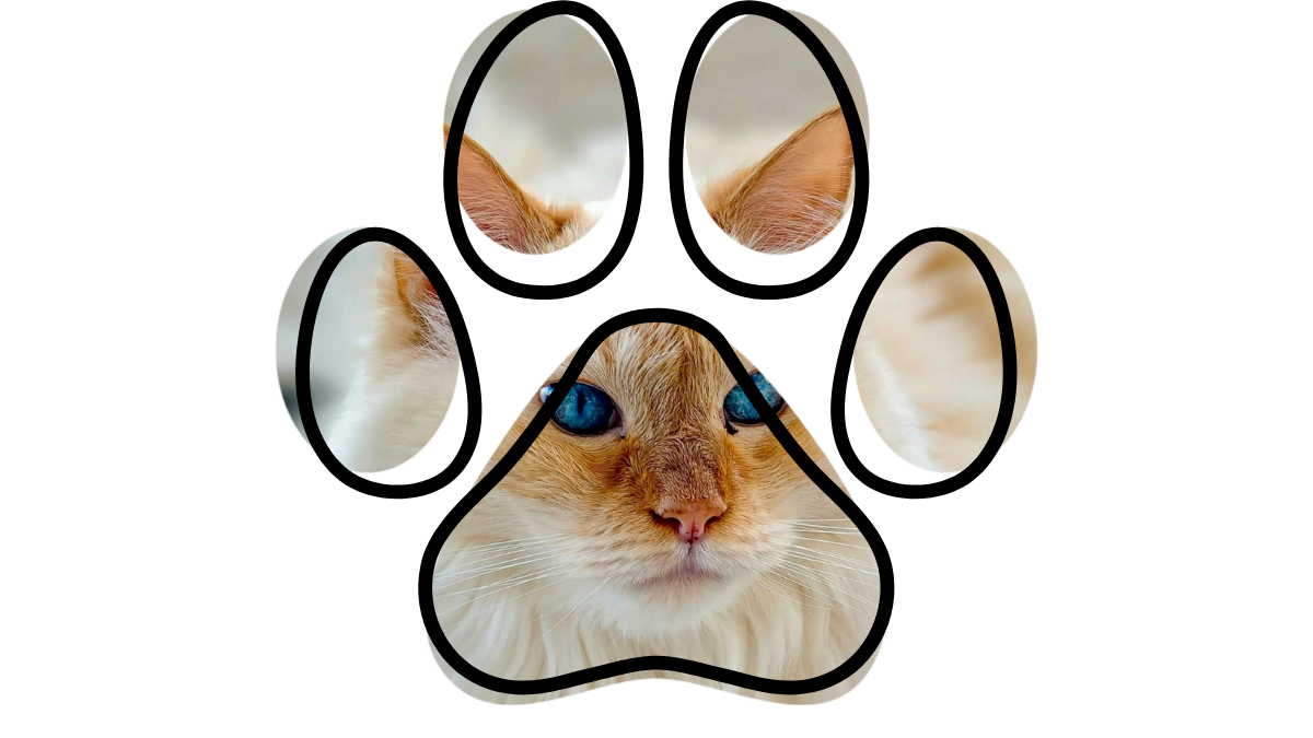 Pet health education at a vet near me in Frisco