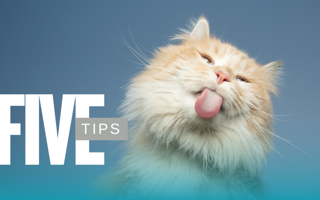 5 Tips for Caring for Senior Pets | PetNest Animal Hospital