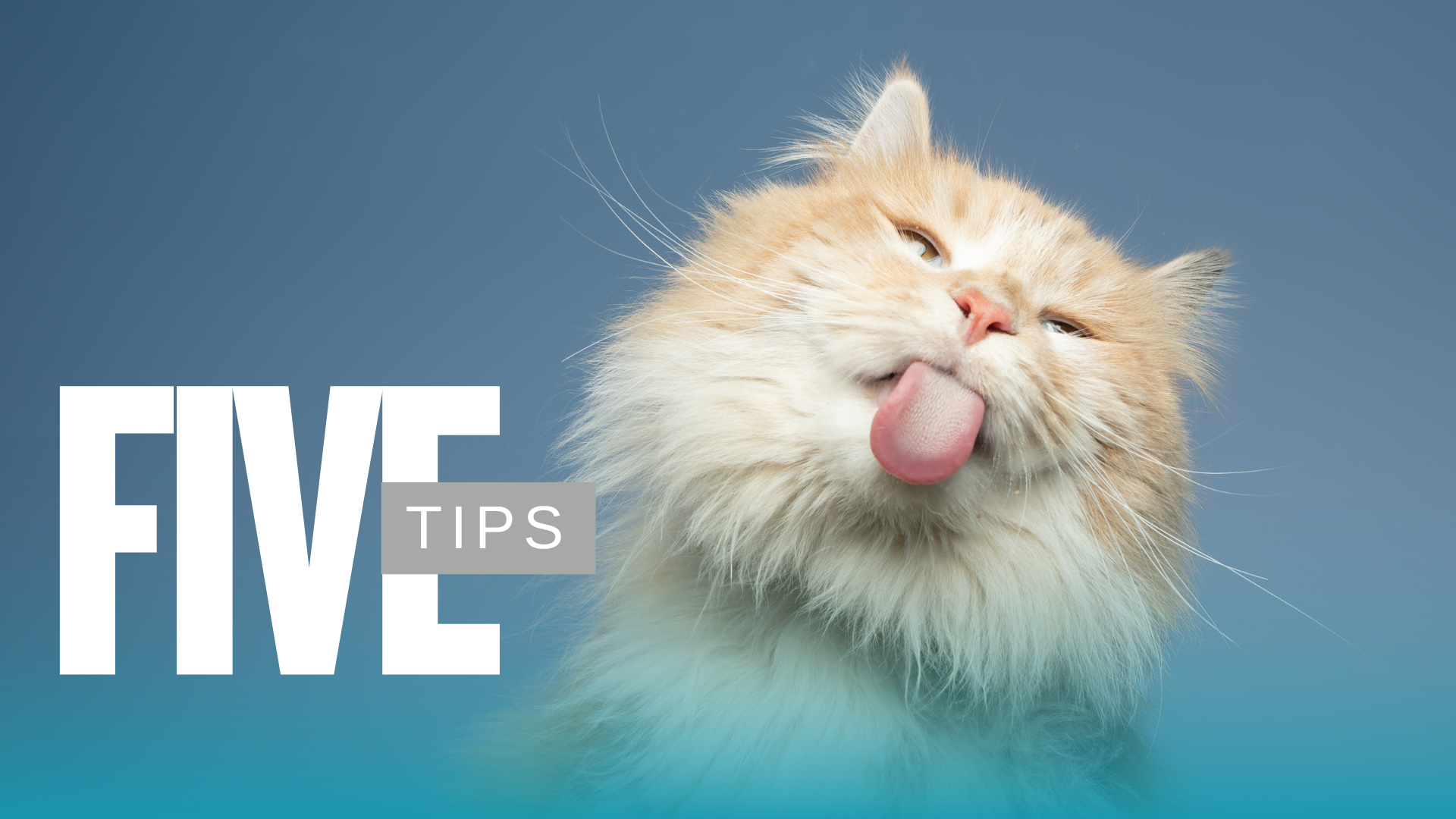 Senior Pet Care exam for a dog at PetNest Animal Hospital in Brooklyn, NY