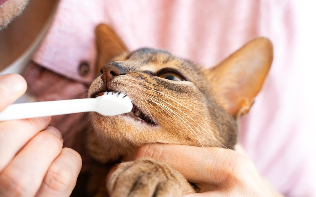 Does Dental Care Really Matter for Frisco Pets?