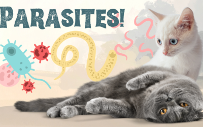 What Pet Owners Should Know About Parasites | PetNest Animal Hospital