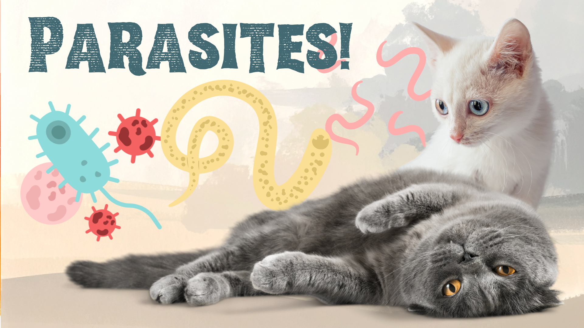 Cats receiving parasite check as part of preventive care at PetNest Animal Hospital in Frisco, TX