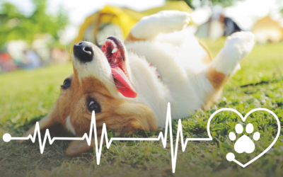 Listening to Your Pet’s Heart with Veterinary EKGs